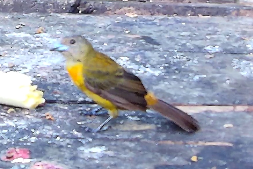 Flame-rumped Tanager