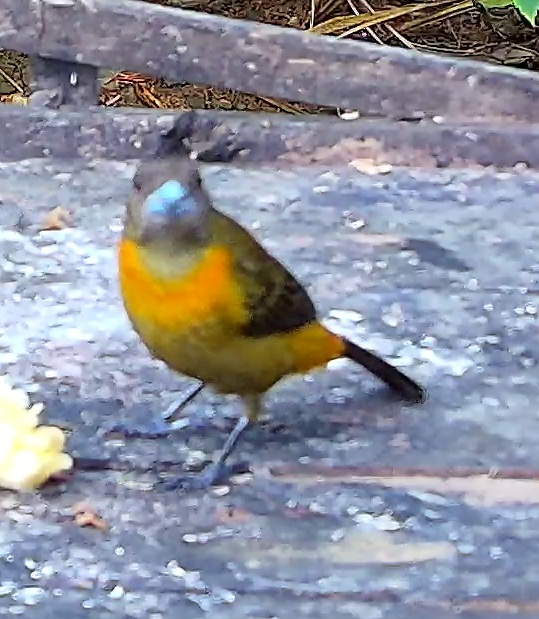 Flame-rumped Tanager