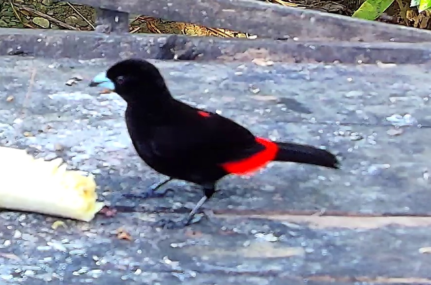 Cherrie's tanager