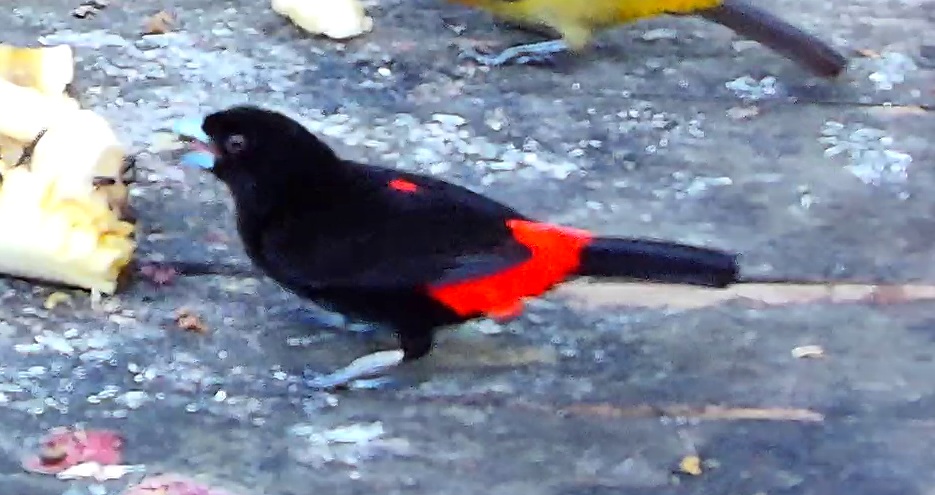 Cherrie's tanager