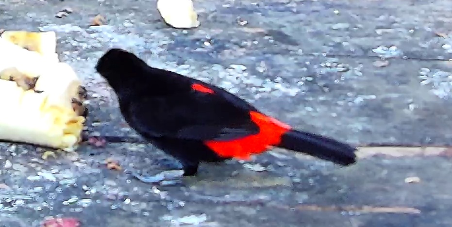 Scarlet-rumped Tanager