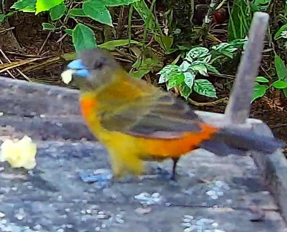Passerini's Tanager