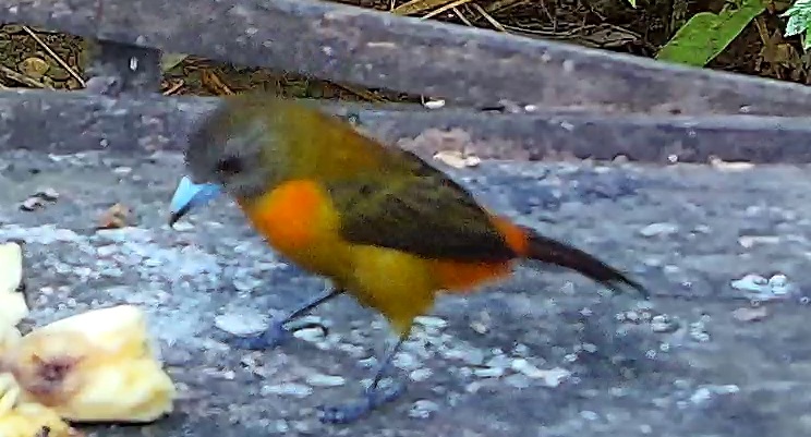 Passerini's Tanager