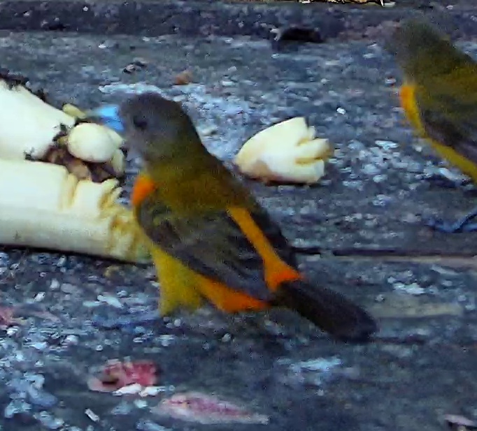 Euphonia species