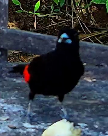 Scarlet-rumped Tanager