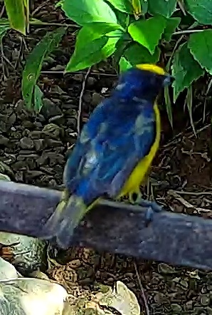 Yellow-crowned Euphonia