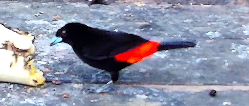Scarlet-rumped Tanager