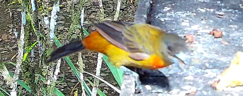 Tanager
