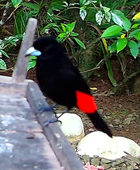 Scarlet-rumped Tanager