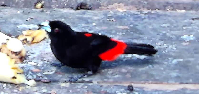 Scarlet-rumped Tanager