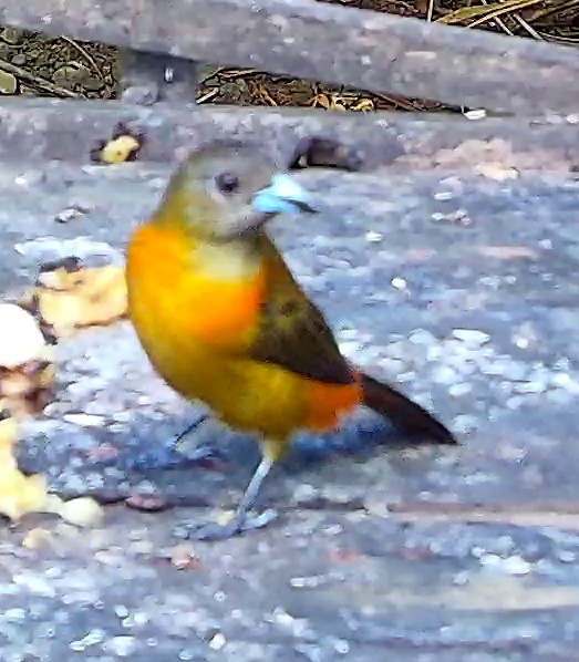 Cherrie's tanager