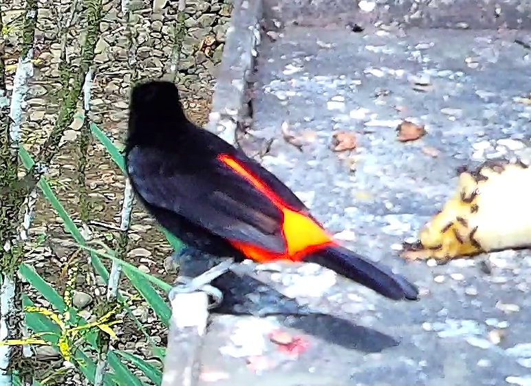 Scarlet-rumped Tanager