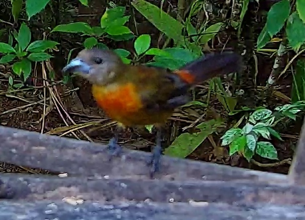 Flame-rumped Tanager