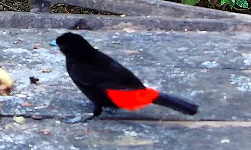 Scarlet-rumped Tanager