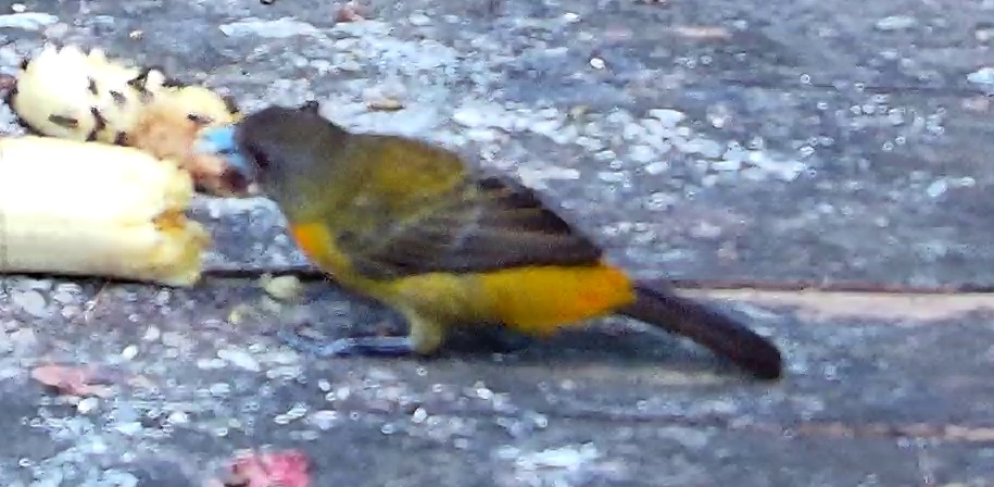 Scarlet-rumped Tanager