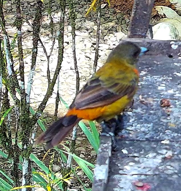 Flame-rumped Tanager