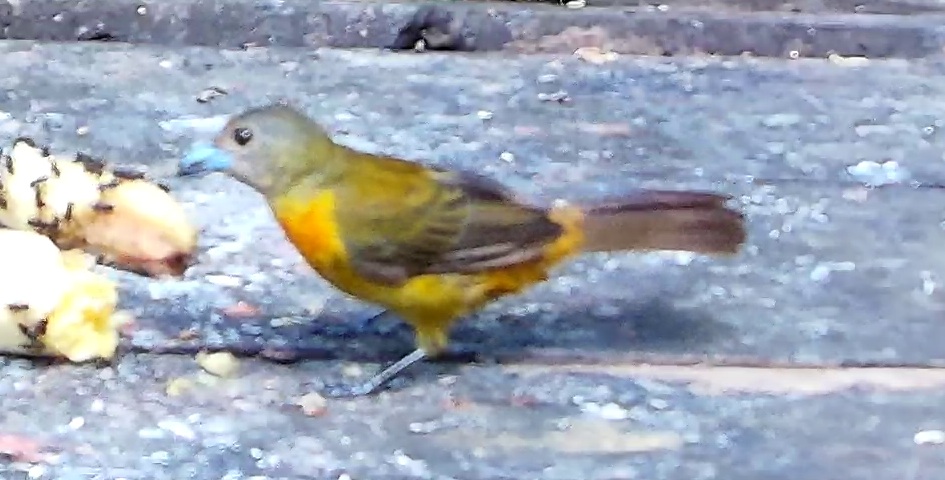 Flame-rumped Tanager