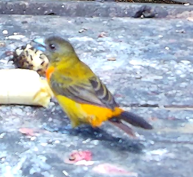 Flame-rumped Tanager