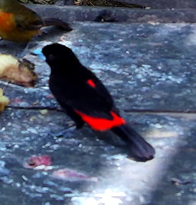 Scarlet-rumped Tanager