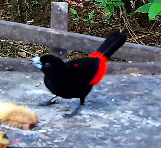 Scarlet-rumped Tanager