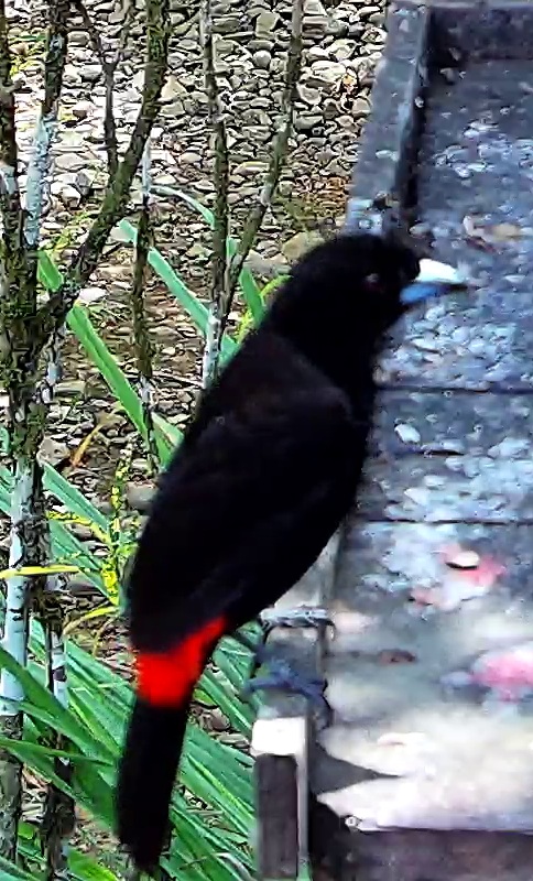 Scarlet-rumped Tanager