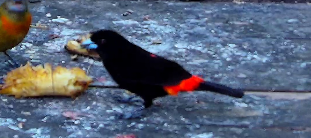 Scarlet-rumped Tanager