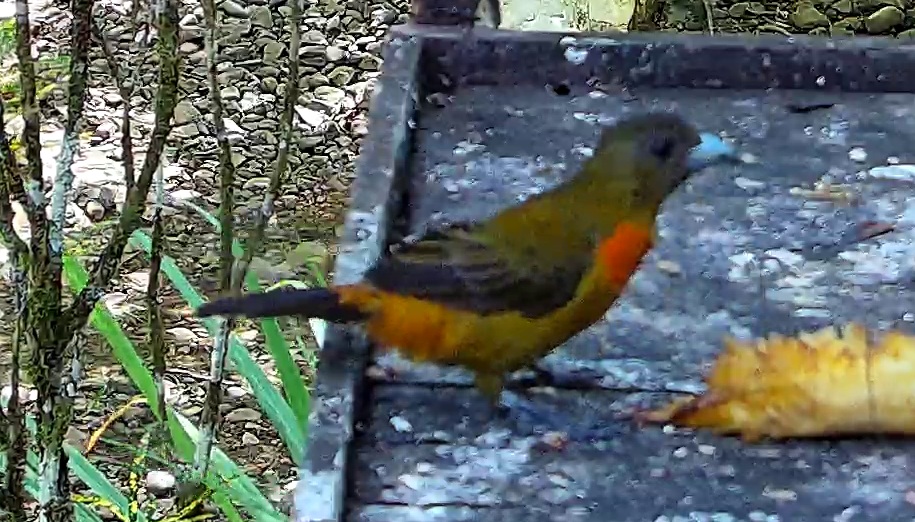 Flame-rumped Tanager