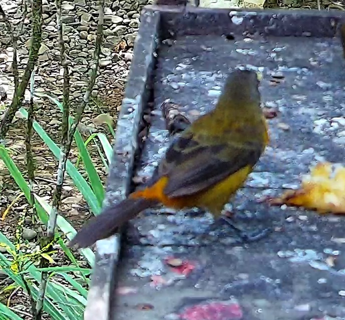 Flame-rumped Tanager