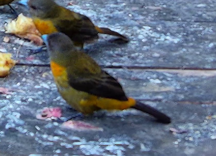 Passerini's Tanager