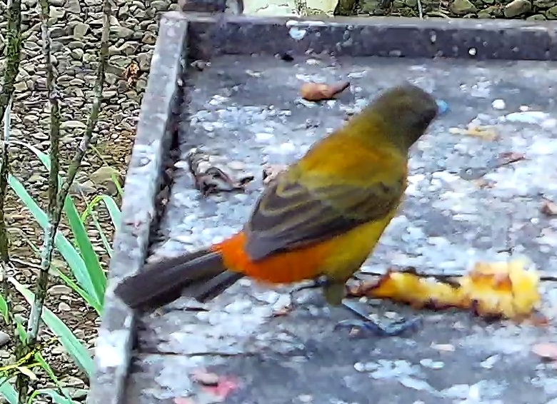 Flame-rumped Tanager