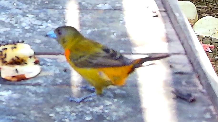Orange-bellied euphonia