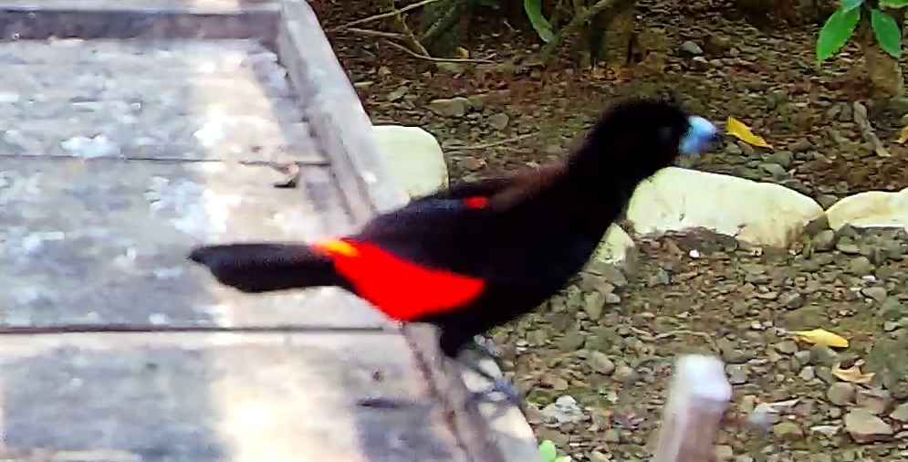 Scarlet-rumped Tanager