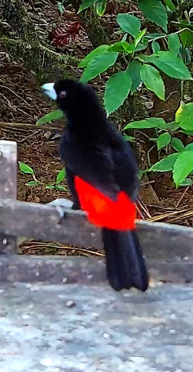 Scarlet-rumped Tanager