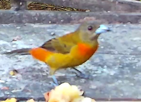 Scarlet-rumped Tanager