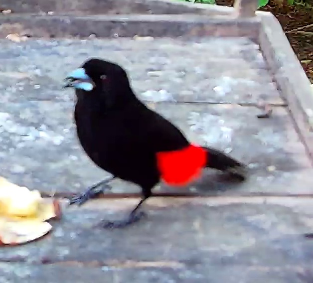 Cherrie's tanager