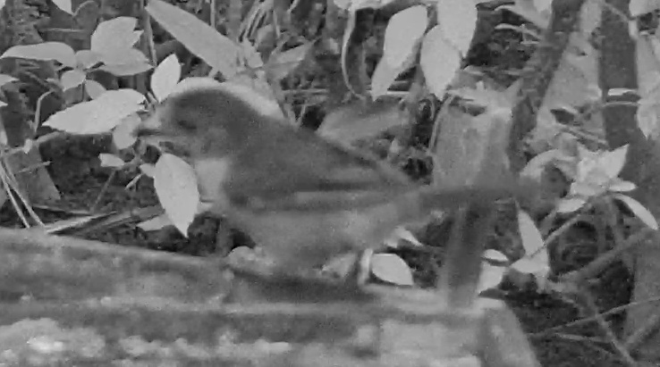 Cherrie's Tanager