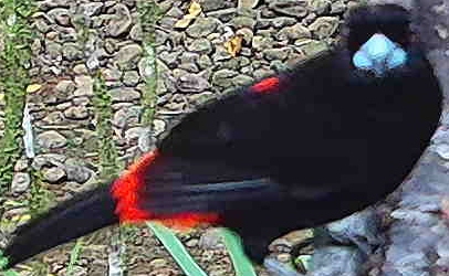 Scarlet-rumped Tanager