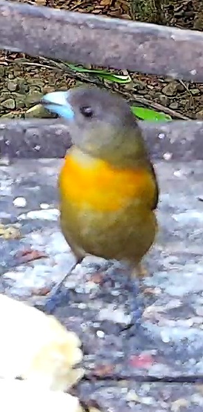 Scarlet-rumped Tanager