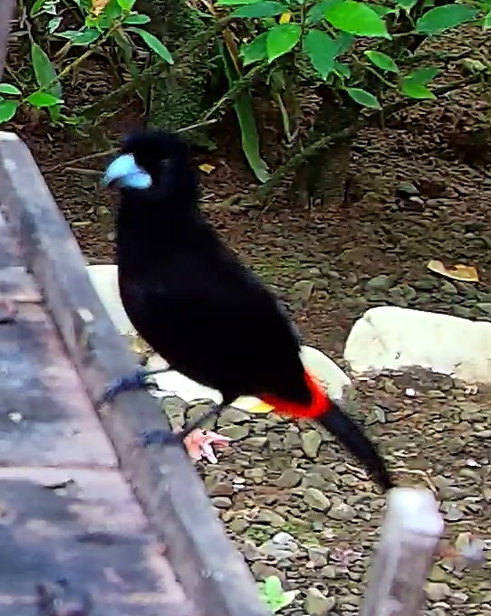 Scarlet-rumped Tanager