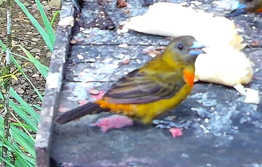 Crimson-backed Tanager