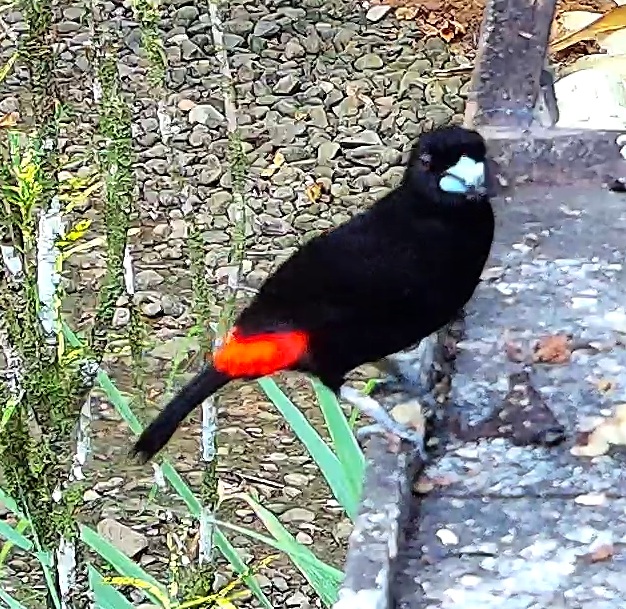 Scarlet-rumped Tanager