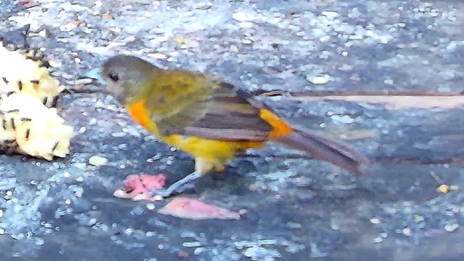 Scarlet-rumped Tanager