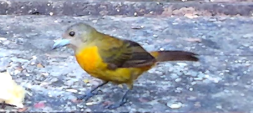 Flame-rumped Tanager