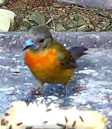 Flame-rumped Tanager