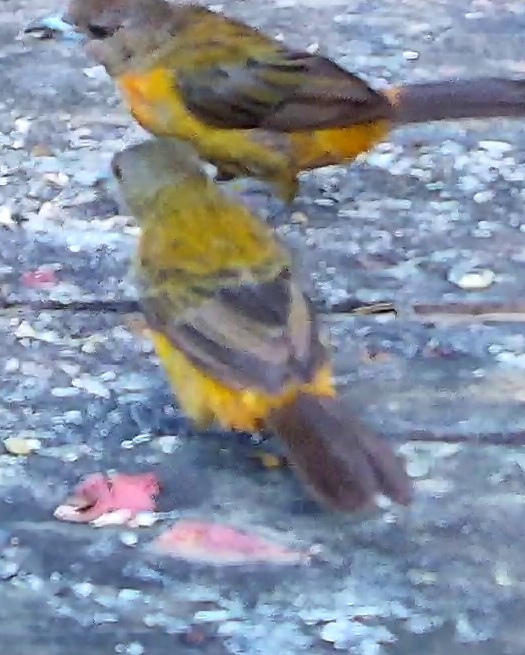 Flame-rumped Tanager