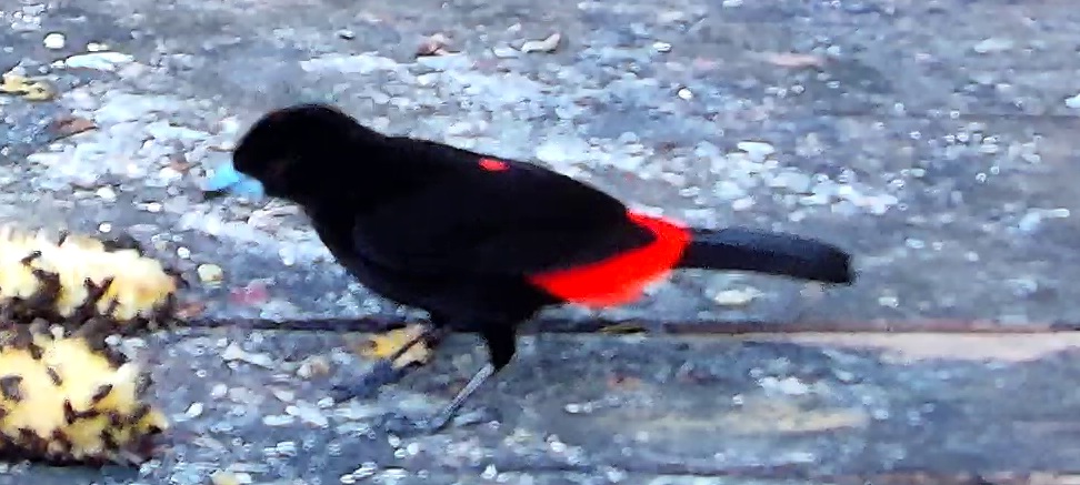 Scarlet-rumped Tanager