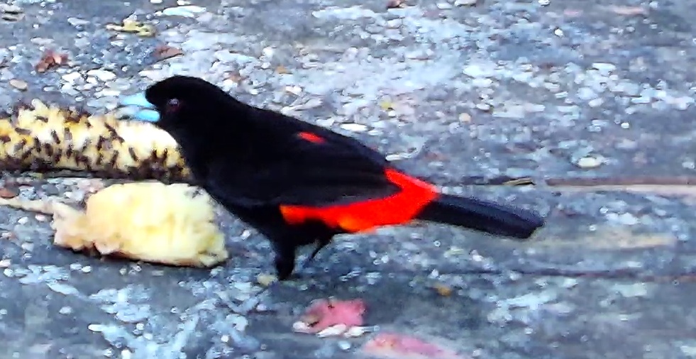 Scarlet-rumped Tanager