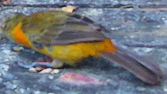 Flame-rumped Tanager