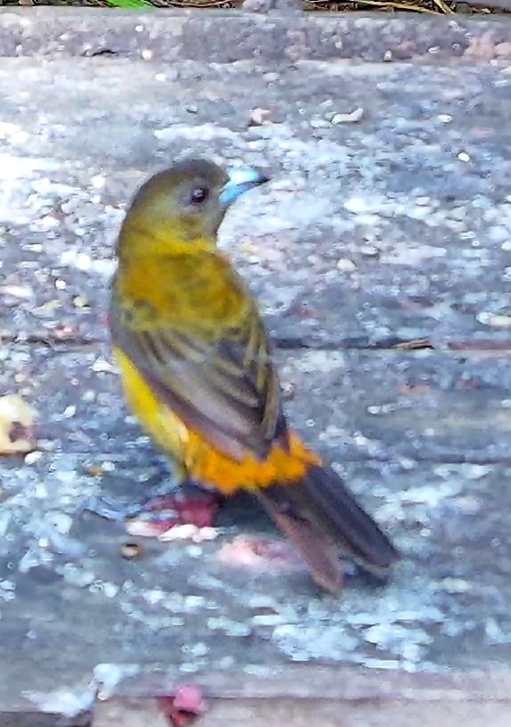 Flame-rumped Tanager