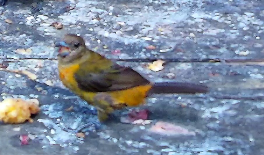 Flame-rumped Tanager